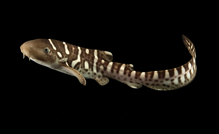 Chuyện hi hữu: Cá mập sinh con mà không cần con đực