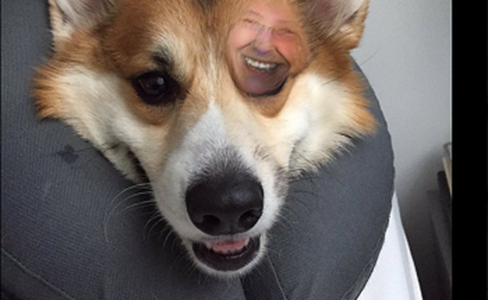 Sử dụng FaceApp cho chó và nhận được những thay đổi "dựng tóc gáy"