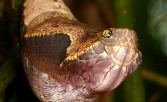 Nếu bạn nhìn ảnh này mà bảo đây là con rắn thì nhầm to, thế mới thấy sinh vật tự nhiên giỏi "cosplay"