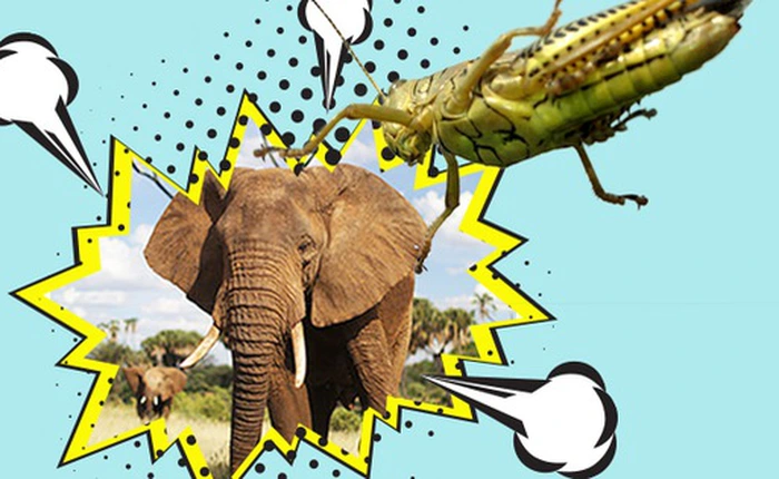 Mai Linh sẽ đấu được "voi" Uber, Grab nhờ lựa chọn cực kỳ thông minh: xe ôm công nghệ?