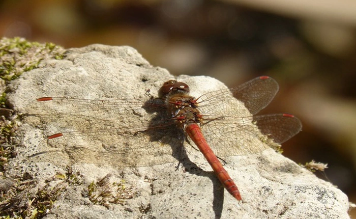 Chuồn chuồn cái sẽ giả chết để tránh bị con đực gạ tình