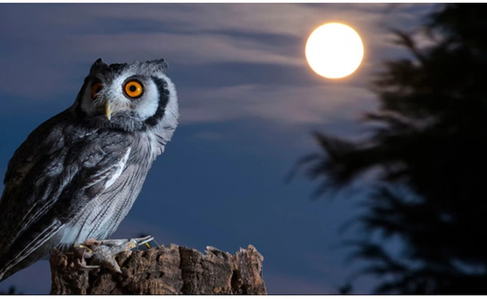 Cuối cùng các nhà khoa học cũng tìm ra nguyên nhân khiến chúng ta thành "cú đêm": Tất cả là do... đột biến gen