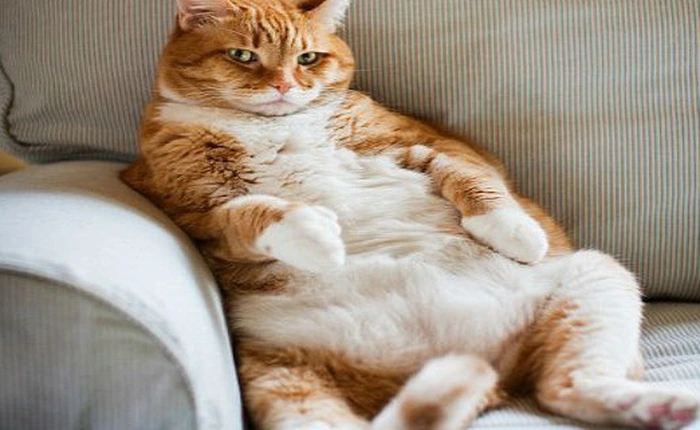 Loài mèo đã thống trị con người từ hàng ngàn năm trước như thế nào