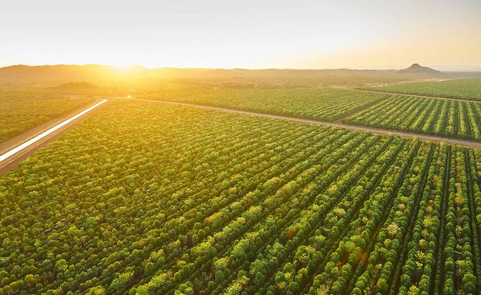 Suốt 15 năm kiên trì trồng duy nhất 1 loại cây, 2 công ty này sắp kiếm cả tấn tiền nhờ bán giá đắt gấp 5 lần bạc