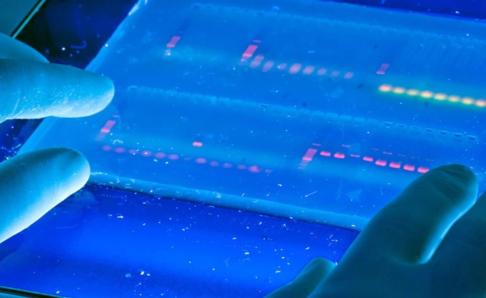 Không chỉ vũ trụ mới có vật chất tối, các sinh vật cũng có "DNA tối" bên trong mình