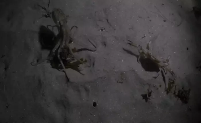 Xem video bạch tuộc săn cua: tưởng cua chết đến nơi, ai ngờ điều không ai tưởng tượng tới lại xảy đến