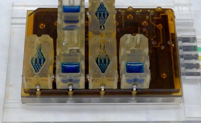 Tạo ra một con chip mô phỏng chu kỳ kinh nguyệt của phụ nữ, các nhà khoa học tiến gần hơn đến "body-on-chip"