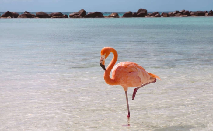 Tại sao con người không thể đứng lâu bằng 1 chân, mà hồng hạc đứng mãi cũng không bao giờ mỏi?