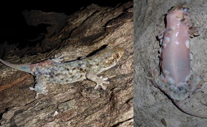 Xác nhận loài tắc kè mới với cơ chế tự vệ siêu dị: Tự lột bỏ hết vảy để tránh kẻ thù