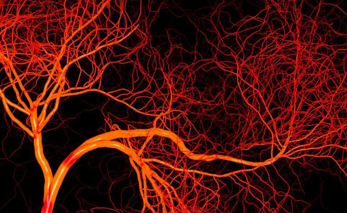 Đại học California phát triển thành công hệ thống mạch máu chế tạo bằng cách in 3D