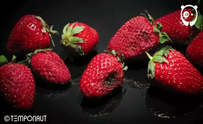 Hãy xem đoạn video timelapse này và đừng bao giờ để thức ăn bị hỏng nữa nhé