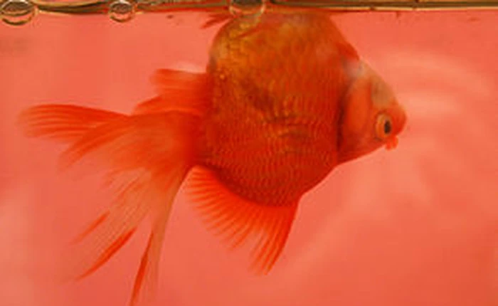 Đây là lý do vì sao cá chết lại ngửa bụng