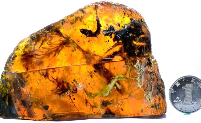 Phát hiện mẫu chim cổ đại trong hổ phách có tuổi thọ gần 100 triệu năm