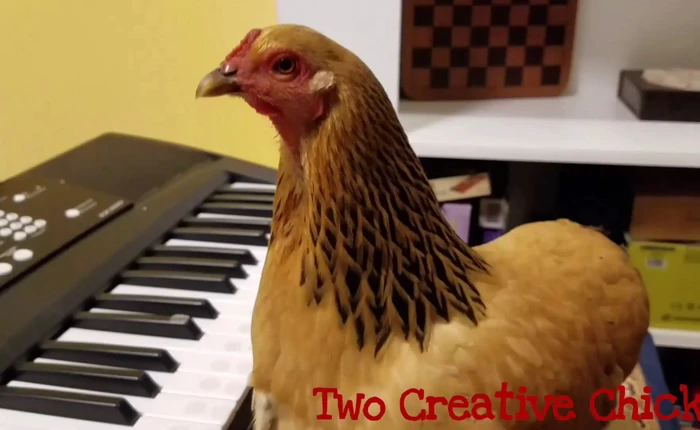 Bạn sẽ ngạc nhiên tột độ khi xem cô gà gốc Trung Quốc, tên Hàn Quốc, quốc tịch Mỹ này chơi piano thành thục vô cùng