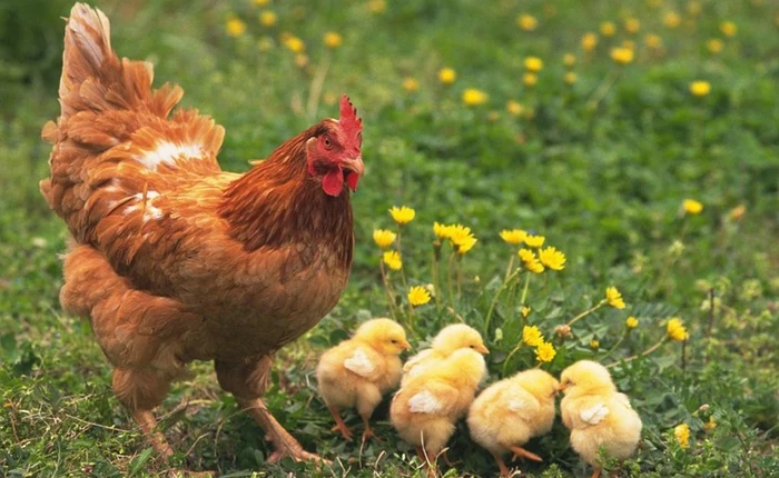 Mừng năm Đinh Dậu, đây là 8 sự thật về loài gà khiến bạn phải ngỡ ngàng