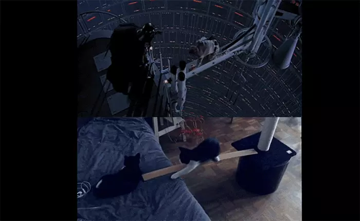 Không thể nhịn cười với chùm video mèo vào vai diễn viên chính trong phim bom tấn.