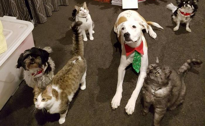 Website này sẽ đưa bạn đi du lịch vòng quanh thế giới.... nếu đồng ý chăm sóc thú nuôi giúp người khác