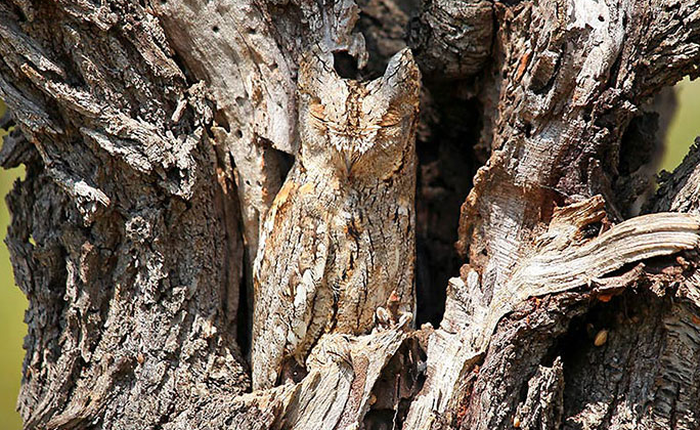 Những loài vật có khả năng ngụy trang siêu đẳng, chẳng cần công hệ hiện đại vẫn gần như vô hình