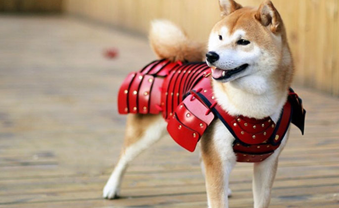 [Vui] Thú cưng nhà bạn sẽ cool-ngầu và đẹp trai hơn bao giờ hết trong những bộ giáp Samurai này