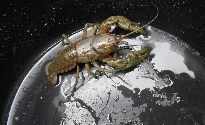 [Vui] Cuộc sống và những điều oái oăm, tưởng là thế mà không phải thế