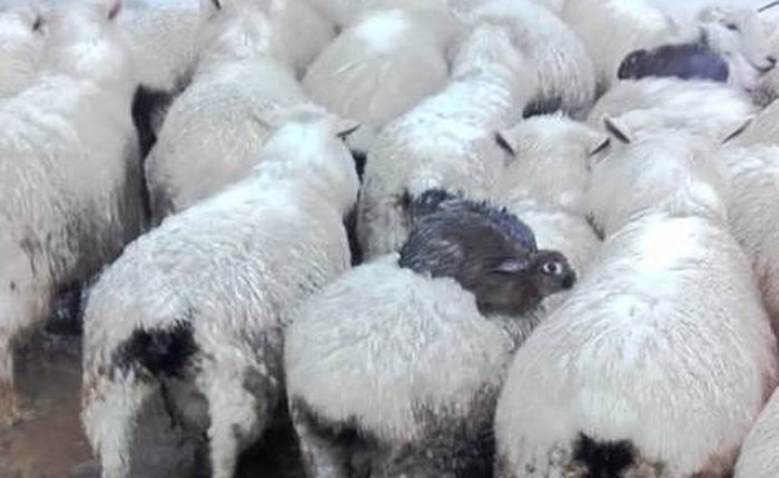 Chuyện lạ ở New Zealand: Thỏ biết nhảy lên lưng cừu để tránh lũ lụt