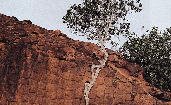 [Vui] Nhìn khả năng sinh tồn mãnh liệt của cây cối để "thôi kêu ca và tiếp tục cố gắng"