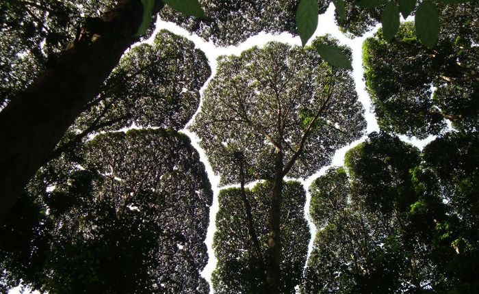 [Vui] Không chỉ mỗi con người, hóa ra cây cối cũng "ngại va chạm"