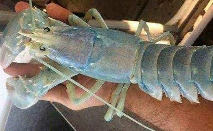 Bắt được cá thể tôm hùm với màu "trắng như ma"