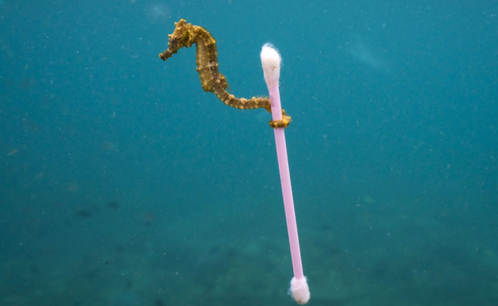 Bức ảnh chú cá ngựa lôi cây bông ngoáy tai có khả năng nhận giải cao nhất tại Wildlife Photographer of the Year 2017