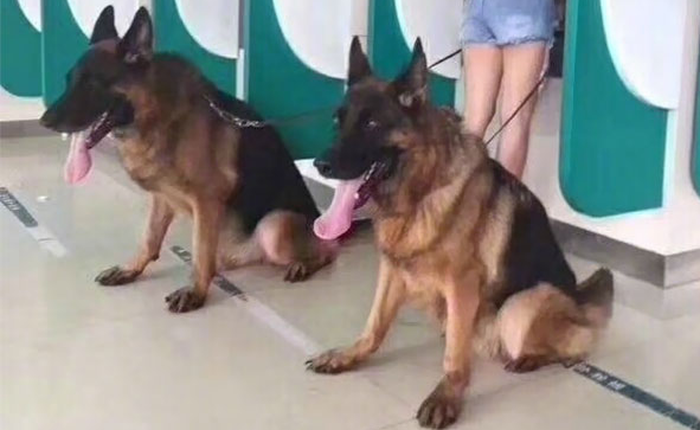 [Vui] Có những vệ sĩ trung thành như thế này, chị em phụ nữ sẽ không bao giờ phải lo sợ khi rút tiền tại cây ATM