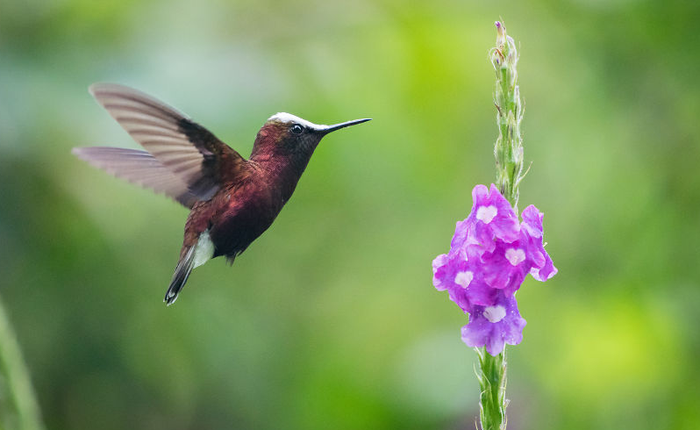 Chim ruồi đập cánh cực kỳ nhanh, làm sao để chụp ảnh đẹp? Hãy lắng nghe lời khuyên của nhiếp ảnh gia Nhật Bản
