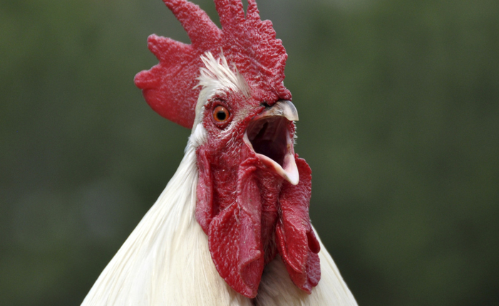 Các nhà khoa học Nhật Bản vừa lai tạo thành công giống gà đẻ ra thuốc chữa bệnh