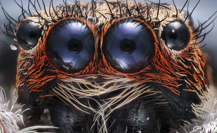 Một thế giới hiển vi hoàn toàn khác biệt qua những bức ảnh đạt giải cao nhất tại Nikon Macro 2017