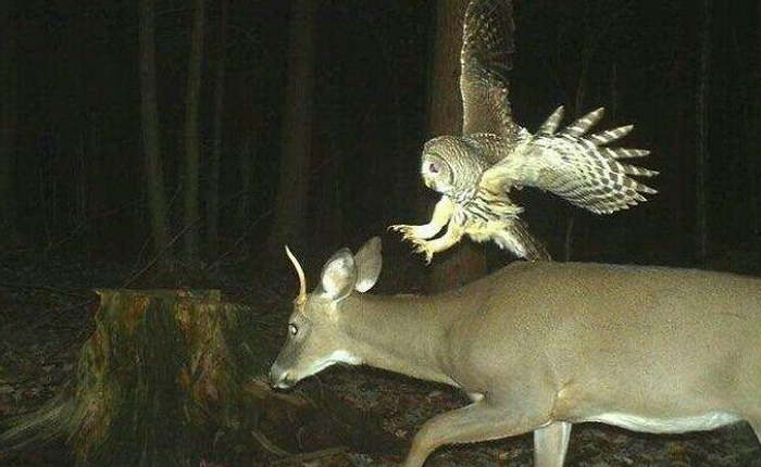 [Vui] Hóa ra động vật hoang dã cũng hư hỏng chẳng kém gì con người