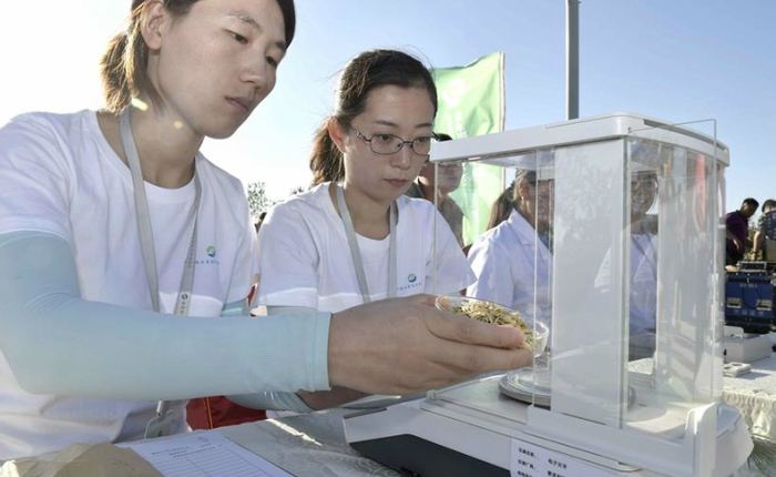 Trung Quốc trồng thành công lúa nước mặn, hi vọng nuôi sống hơn 200 triệu dân