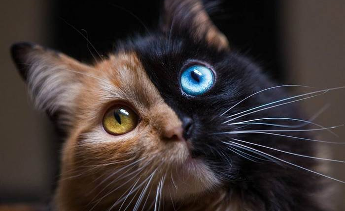 Trông như kết quả của một cuộc tình ngang trái, hóa ra cô mèo đặc biệt này gặp vấn đề về gen