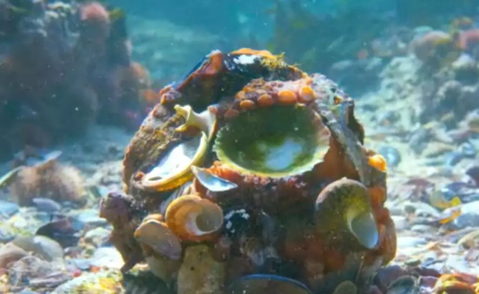 Bị kẻ thù truy đuổi, bạch tuộc tạo một lớp "áo giáp" bằng vỏ sò để ngụy trang