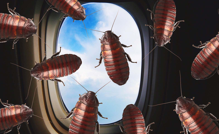 Trung Quốc: Cặp vợ chồng cao tuổi mang 200 con gián sống qua máy bay để chế kem dưỡng da