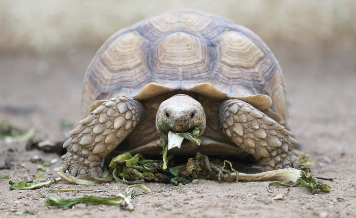 Bạn có biết: loài rùa sinh tồn qua mùa đông bằng cách... thở bằng mông