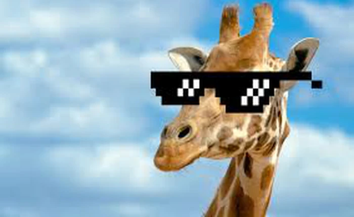 YouTube nhận sai trong vụ gỡ video live stream cảnh hươu cao cổ sinh con vì lý do sex, phản cảm