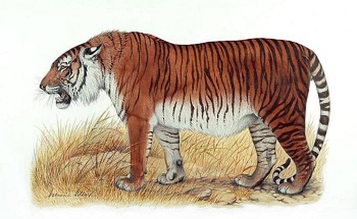 11 sinh vật đã tuyệt chủng nhưng sắp được "hồi sinh" nhờ các nhà khoa học