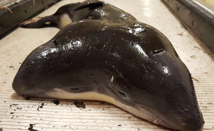 Thuyền đánh cá vợt được con cá heo hai đầu (đã chết đuối) vô cùng hiếm, chụp lại 4 tấm ảnh rồi thả nó về biển