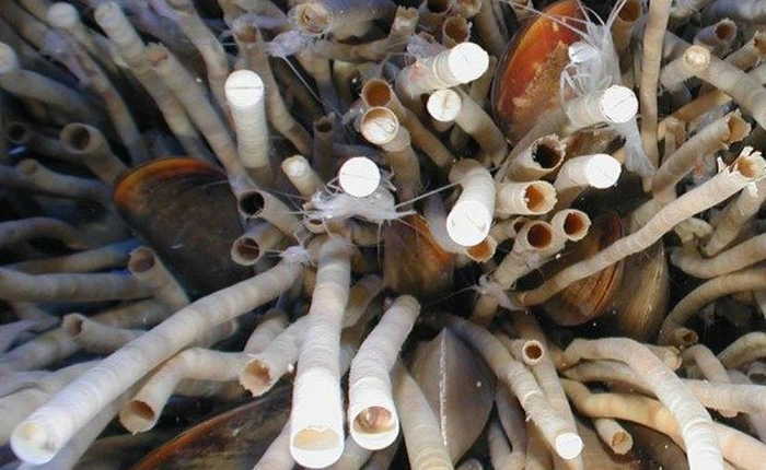 Loài giun ống kỳ lạ này có thể là động vật sống lâu nhất trên thế giới