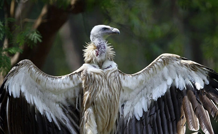 Xúc động chuyện hai chú kền kền đồng tính nhận con nuôi