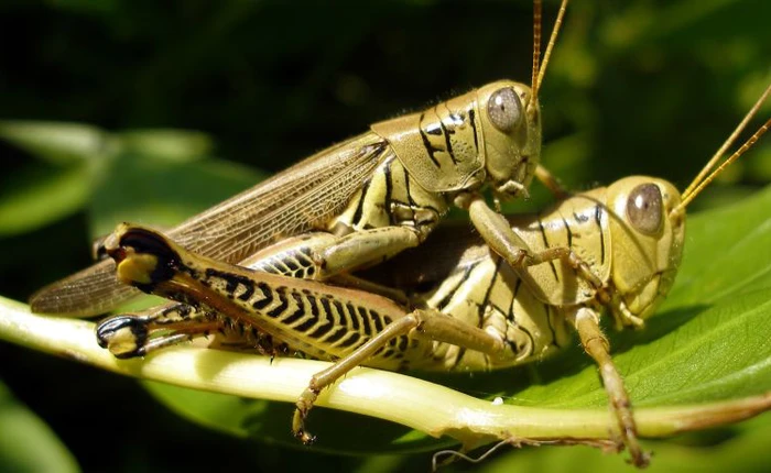 Hai con châu chấu đang "xếp hình" dở thì bị các nhà khoa học đóng băng để nghiên cứu