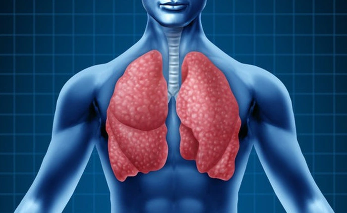 Phát hiện mới có thể khiến sách giáo khoa phải viết lại: Phổi không chỉ giúp chúng ta hô hấp, nó còn tạo máu