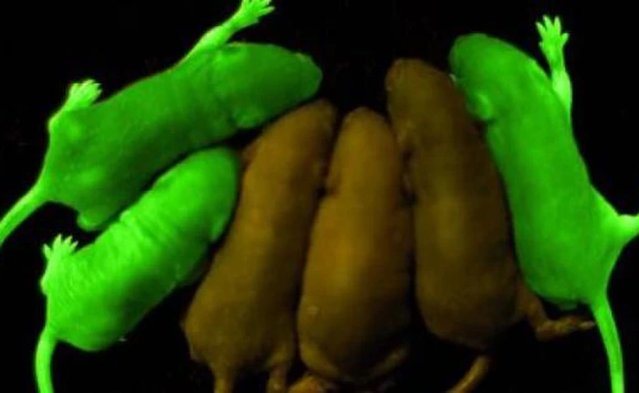 Biến đổi chuột phát sáng như đom đóm - Thí nghiệm mở ra nhiều hy vọng mới cho loài người