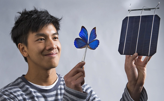 Cấu trúc tế bào quang điện dựa vào cánh của loài bướm xanh mở ra kỷ nguyên mới cho ngành công nghiệp năng lượng mặt trời