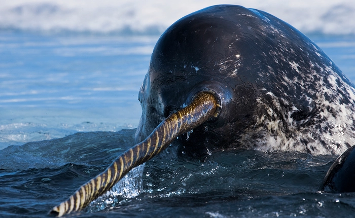 Video siêu hiếm cho thấy một tác dụng hoàn toàn mới của sừng loài kì lân biển