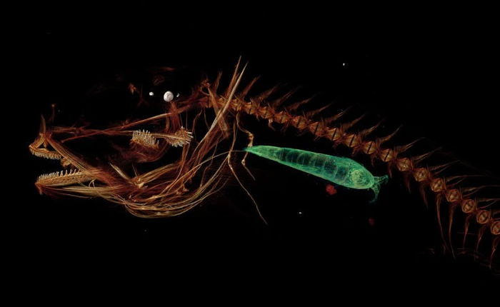 Loài cá kỳ dị vừa được các nhà khoa học lôi lên từ nơi sâu thẳm nhất đáy biển, cần được trả về nơi sản xuất vì quá xấu